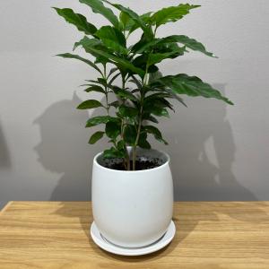 コーヒーの木　観葉植物　陶器の鉢植え　グリーン　可愛い　おしゃれ　贈り物　ギフト　プレゼント　御祝　インテリア｜bs-claudia