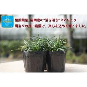 産地直送 とっても元気なタマリュウ(玉竜)2....の詳細画像2