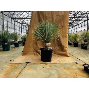 ダシシリオン・ロンギシマム　ドライガーデン ダシリリオン・ロンギシマム ドライガーデン 10号鉢 送料無料 : 日本