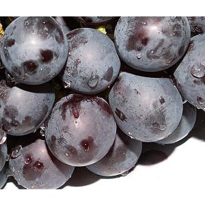 【スチューベン・2kg入1箱★送料無料★青森県産ぶどう★ギフト!プレゼント!家庭用!お祝い!お返し!ご挨拶!お土産!お歳暮に】