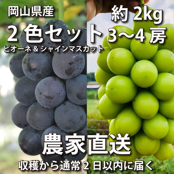 ぶどう2色セット 2kg ピオーネ&amp;シャインマスカット 3~4房【2023年産予約・発送9月下旬~】...