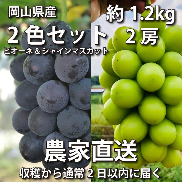 ぶどう2色セット1.2kg ピオーネ&amp;シャインマス カット 2房【2024年産予約・発送 9月下旬~...
