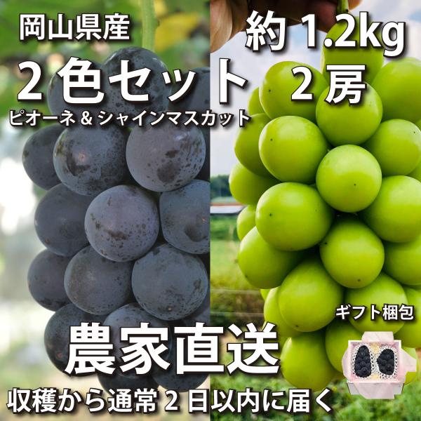 【ギフト梱包】ぶどう2色セット1.2kg ピオーネ&amp;シャインマスカット 2房【2023年産予約・発送...