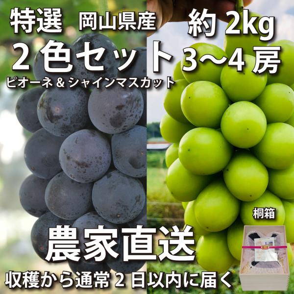 【特選・桐箱】ぶどう2色セット 2kg ピオーネ&amp;シャインマスカット 3~4房【2024年産予約・発...