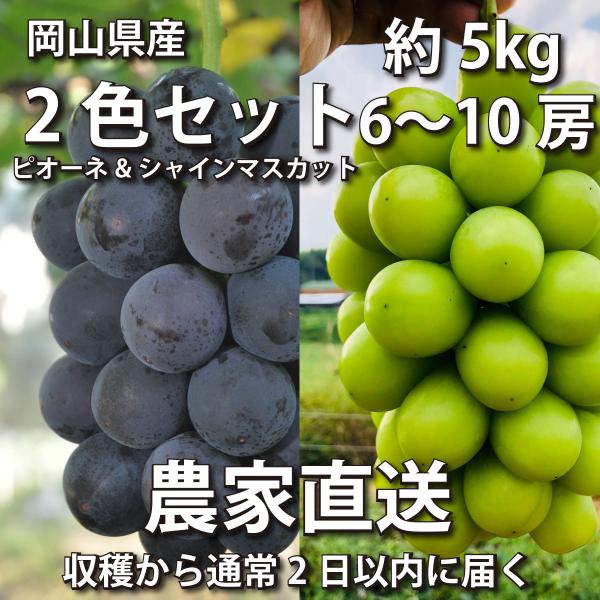 ぶどう2色セット 5kg ピオーネ&amp;シャインマスカット 6~10房【2024年産予約・発送9月下旬~...