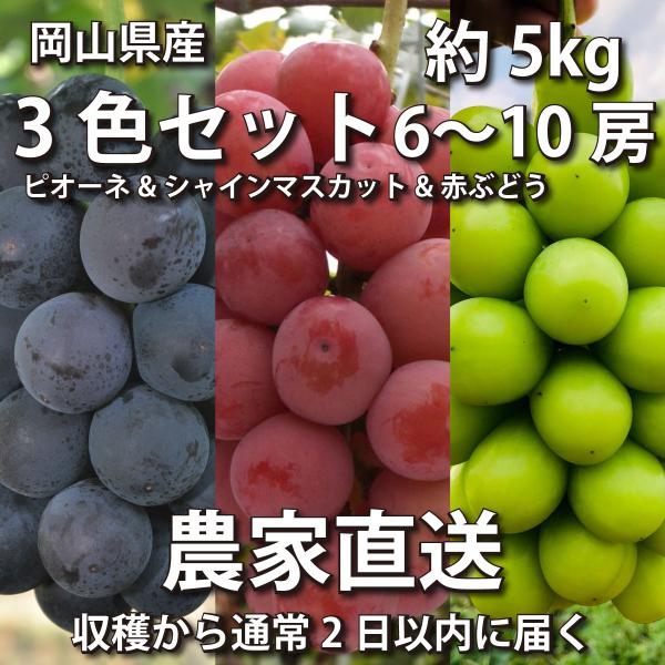 ぶどう3色セット5kg ピオーネ&amp;シャインマスカット&amp;赤ぶどう6~10房【2024年産予約発送9月下...
