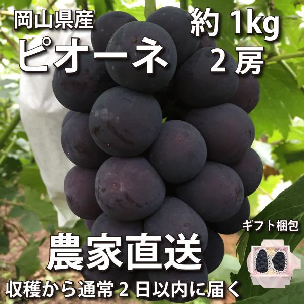 【ギフト梱包】ピオーネ 1kg 2房【2023年産予約・発送9月中旬~】農家直送 岡山県産ぶどう(葡...