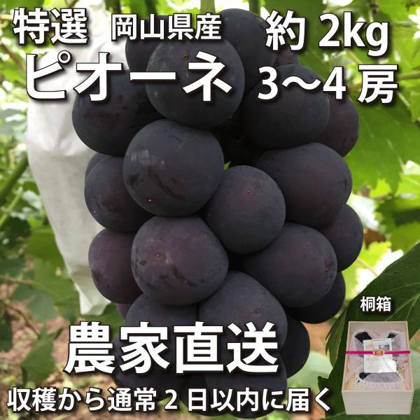 【特選・桐箱】ピオーネ 約2kg 3~4房【2024年産予約・発送9月中旬~】農家直送 岡山県産ぶど...