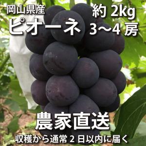 ピオーネ 約2kg 3〜4房【2024年産予約・発送9月中旬~】農家直送 岡山県産ぶどう(葡萄 ブドウ)