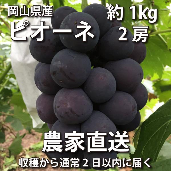 ピオーネ 1kg 2房【2024年産予約・発送9月中旬~】農家直送 岡山県産ぶどう(葡萄 ブドウ)