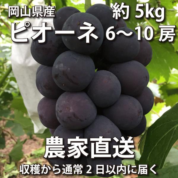 ピオーネ 約5kg 6〜10房【2024年産予約・発送9月中旬~】農家直送 岡山県産ぶどう(葡萄 ブ...
