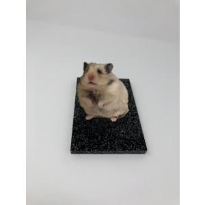 ハムスター 夏対策グッズの商品一覧 通販 Yahoo ショッピング