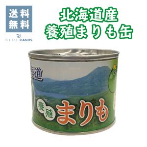 北海道産養殖まりも缶　水道水で育てる 北海道土産