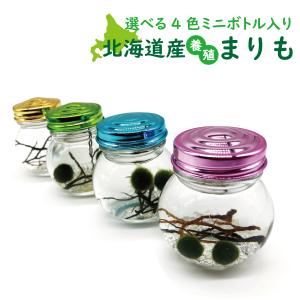 まりも 北海道の商品一覧 通販 Yahoo ショッピング