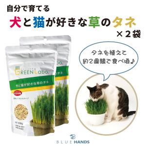 猫草 犬と猫が好きな草のタネ ２袋セット 毛玉対策 ペットグラス ねこ草 種｜BLUE HANDS