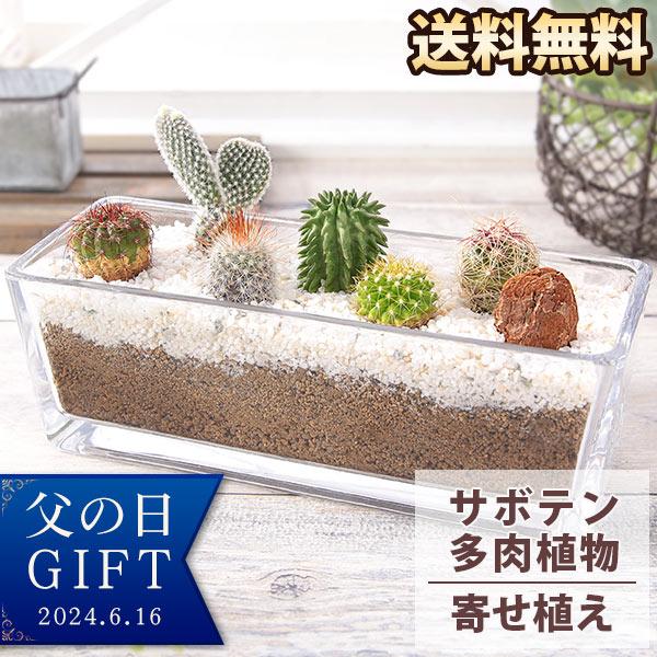 父の日 プレゼント サボテン寄せ植え「カクタスガーデン」 観葉植物 多肉植物 インテリアグリーン メ...