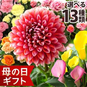 母の日 2025 ギフト 花 プレゼント 鉢植え カリブラコア ダリア バラ カーネーション カラー カランコエ 寄せ植え 送料無料 イベントギフトE ポイント利用