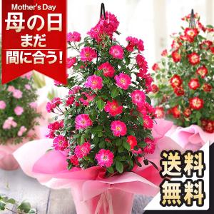 母の日 2024 プレゼント 花 ギフト 鉢植え...の商品画像