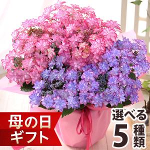 母の日 2025 ギフト あじさい 花 プレゼント 鉢植え アジサイ 6号鉢 花鉢 紫陽花 大きいサイズ 送料無料 イベントギフトN ポイント利用