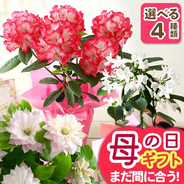 母の日 2026 ギフト プレゼント 花 鉢植え カルミア しゃくなげ カリブアコア 果樹鉢 鉢花 ...