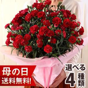 母の日 早割 2024 プレゼント 花 ギフト 大きい 鉢植え カーネーション 8号 赤 レッド ピンク 送料無料 イベントギフトS｜bunbunbee