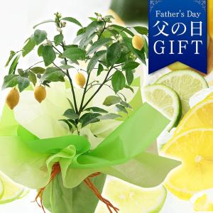 父の日 プレゼント ギフト 花 鉢植え 果樹鉢 イチジク