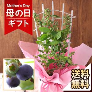 母の日 2024 プレゼント 花 ギフト 鉢植え 果樹鉢 食べ比べ「ブルーベリー・ミスティー＆シャープブルー」 送料無料 イベントギフト