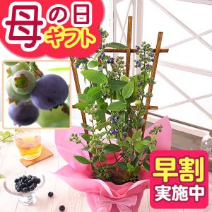 母の日 2026 ギフト プレゼント 花 鉢植え 果樹鉢 食べ比べ「ブルーベリー・ミスティー＆シャープブルー」 送料無料 早割実施中 イベントギフト ポイント利用