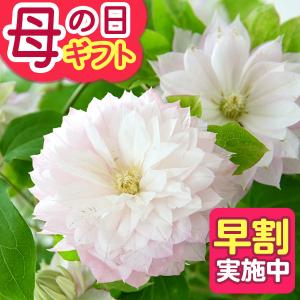 母の日 2026 ギフト プレゼント 花 鉢植え クレマチス鉢 希少品種！「春ひめ」 鉢花 花鉢 送料無料 早割実施中 イベントギフト ポイント利用