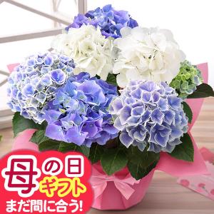 早割実施中！ 母の日 2026 ギフト 花 プレゼント 鉢植え アジサイ鉢8号 華やかさ満点！ 「アジサイ3色植え」 大きい 鉢花 花鉢 イベントギフト ポイント利用