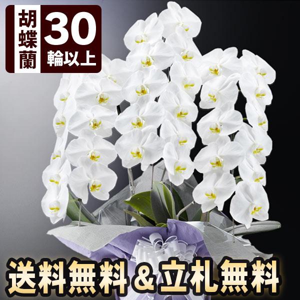 お悔やみ花鉢「大輪胡蝶蘭 プレミアム・白」 3本立ち 30輪以上（つぼみ込） お供え 花 供花 花鉢...