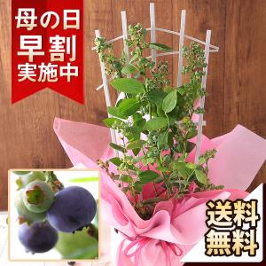 母の日 早割 2023 プレゼント 花 ギフト 鉢植え 果樹鉢 食べ比べ「ブルーベリー・ミスティー＆シャープブルー」 送料無料 イベントギフト