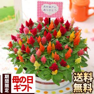 母の日 22 花 ギフト プレゼント 鉢植え セロシア鉢 キャンドルケーキ 花鉢 フラワーケーキ セロシア ケイトウ イベントギフト Tt Mo 0002yh Bunbun Bee 通販 Yahoo ショッピング