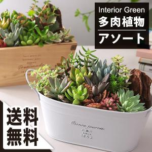 多肉植物 O'sエケベリア キングクリムゾン×クリスペイト