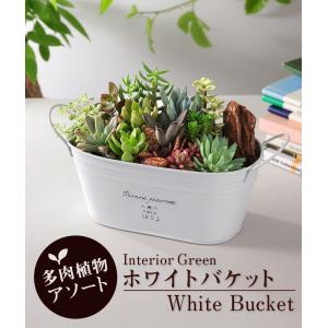 多肉植物 寄せ植え おまかせ多肉アソートM2 ...の詳細画像5