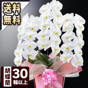 お祝い花鉢「大輪胡蝶蘭 プレミアム」 3本立ち 30輪以上（つぼみ込） 選べる4色 フラワー ギフト 贈り物 開店 誕生日 プレゼント 還暦 お歳暮