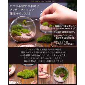 最短翌日届け 14時まで 苔 テラリウム キッ...の詳細画像2