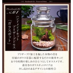 最短翌日届け 14時まで 苔 テラリウム キッ...の詳細画像3