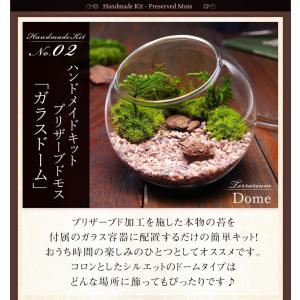 最短翌日届け 14時まで 苔 テラリウム キッ...の詳細画像5