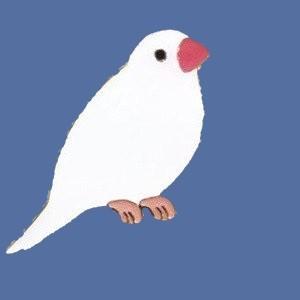ｐｉ： ピンズ（白文鳥）