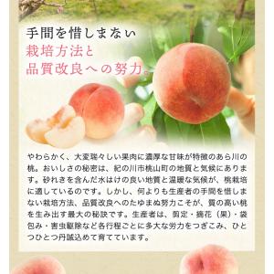 2026年 ご予約受付中 お中元 ギフト 御中...の詳細画像4