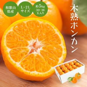 あけぼの 2025年 ご予約開始 有田みかん極早生品種の最高峰！ 幻の