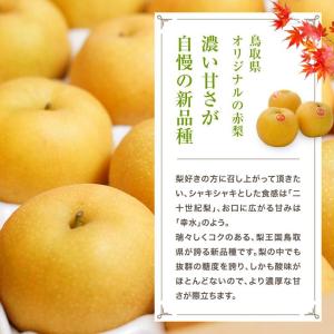 2026年 ご予約開始 秋の味覚 梨(なし) ...の詳細画像2