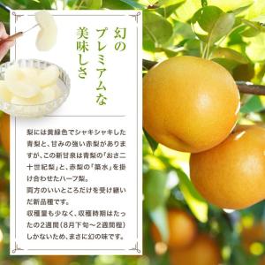 2026年 ご予約開始 秋の味覚 梨(なし) ...の詳細画像3