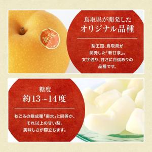 2026年 ご予約開始 秋の味覚 梨(なし) ...の詳細画像4
