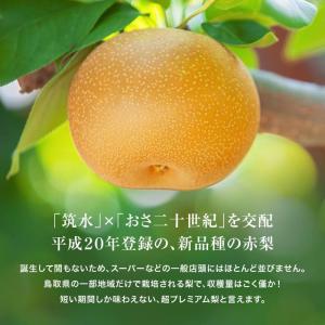 2026年 ご予約開始 秋の味覚 梨(なし) ...の詳細画像5
