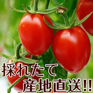 ご予約受付中 ミニトマトあいこ(アイコ)2kg...の詳細画像1