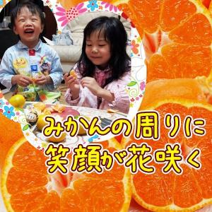 2025年 ご予約開始 有田みかん(ちびみかん...の詳細画像1