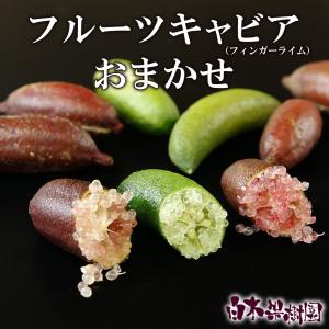 2025年11月】フィンガーライムのおすすめ人気ランキング - Yahoo