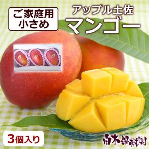 高知県産アップル土佐マンゴー　3個入｜buntanya